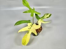 「15」フィロデンドロンフロリダビューティー斑入り　philodendron Florida beauty variegata _画像1