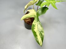 「15」フィロデンドロンフロリダビューティー斑入り　philodendron Florida beauty variegata _画像3