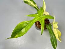 「15」フィロデンドロンフロリダビューティー斑入り　philodendron Florida beauty variegata _画像4