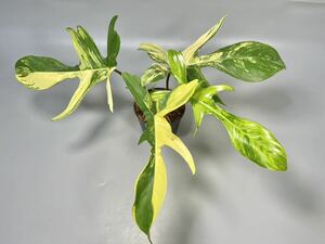 「16」フィロデンドロンフロリダビューティー斑入り　philodendron Florida beauty variegata 