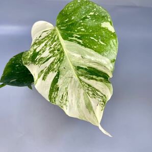 「18」 モンステラ デリシオーサ タイコンステレーション 斑入り Monstera Thai Constellation Variegata の画像3