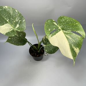 「20」 モンステラ デリシオーサ タイコンステレーション 斑入り Monstera Thai Constellation Variegata の画像1