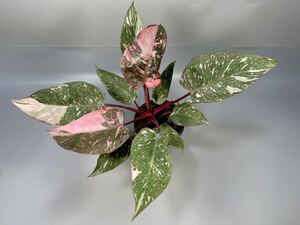 [24]firoten Delon pink Princess Galaxy philodendron pink princess galaxy