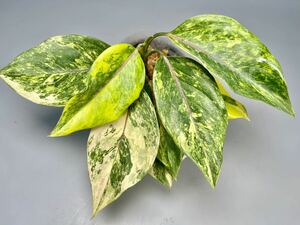 「25」Aglaonema Khan Mak variegated アグラオネマ・カーン・マク　斑入り