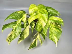 「32」エピプレムナムピナツム ゴールデンフレイム　斑入り　Epipremnum Golden Flame Variegated