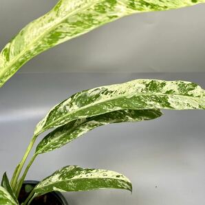 「34」Epipremnum giganteum variegated エピプレムナム・ギガンテウム 斑入りの画像3