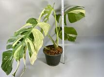 「03」　モンステラ ボルシギアナ ミント　斑入り　Monstera Borsigiana Mint Variegated _画像8