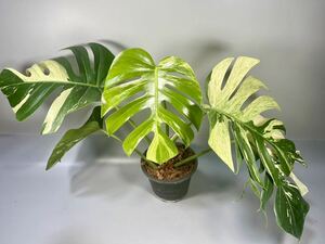 「03」　モンステラ ボルシギアナ ミント　斑入り　Monstera Borsigiana Mint Variegated 