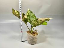 「07」Aglaonema Khan Mak variegated アグラオネマ・カーン・マク　斑入り_画像8