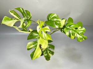 [17]Monstera Rhaphidophora tetrasperma variegata черновой .dofola Tetra spec ruma. ввод hime монстера . ввод 