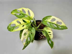 「26」Monstera Adansonii Variegata マドカズラ　斑入り　モンステラ アダンソニー　バリエガータ　