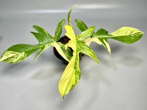 「28」フィロデンドロンフロリダビューティー斑入り　philodendron Florida beauty variegata 