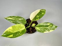「38」Philodendron Green Congo hybrid variegated フィロデンドロン グリーン コンゴ 斑入り_画像1