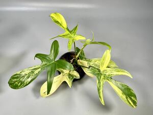 「40」フィロデンドロンフロリダビューティー斑入り　philodendron Florida beauty variegata 