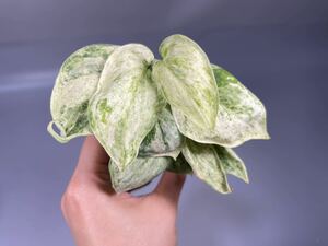 「14」スキンダプサス ジェイド サテン マーブルクイーン 斑入り Scindapsus Jade Satin Marble Queen Variegated