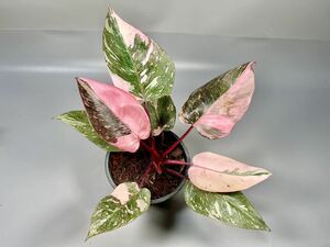 「23」フィロデンドロン ピンクプリンセス ギャラクシー　philodendron pink princess galaxy 