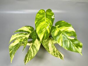 「31」エピプレムナムピナツム ゴールデンフレイム　斑入り　Epipremnum Golden Flame Variegated