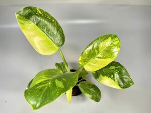 「15」Philodendron Green Congo hybrid variegated フィロデンドロン グリーン コンゴ 斑入り