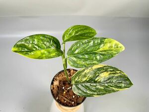 [36] Monstera SP. Peru variegated монстера sp.pe Roo . ввод Monstera Karstenianum variegated