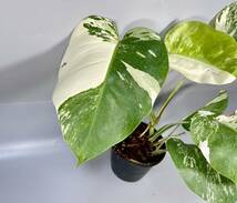 「20」MONSTERA ALBO BORSIGIANA VARIEGATA 白斑　モンステラ アルボ ボルシギアナ　斑入り_画像2