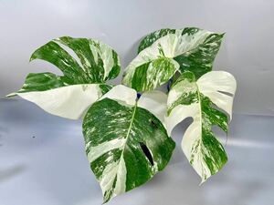 「43」MONSTERA ALBO BORSIGIANA VARIEGATA 白斑　モンステラ アルボ ボルシギアナ　斑入り