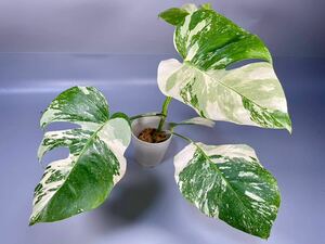 「15」MONSTERA ALBO BORSIGIANA VARIEGATA 白斑　モンステラ アルボ ボルシギアナ　斑入り