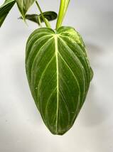 「27」Philodendron Melanochrysum Variegated フィロデンドロン メラノクリサム斑入り_画像4