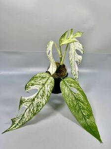 「11」エピプレムナム SP. バリハノマン Epipremnum Hanoman Sp. Bali 