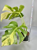 「27」モンステラ　ボルシギアナ　オーレア 斑入り Monstera borsigiana Aurea Variegata _画像5