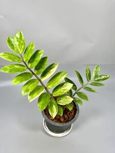 「29」ザミオクルカス ザミーフォリア 斑入りZZ plant Variegated (Zamioculcas Zamiifolia) 