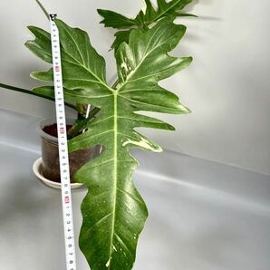 「30」フィロデンドロン・ゴールデンドラゴン・斑入り Philodendron Golden Dragon Variegated の画像6