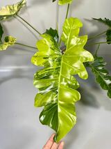 「04」Philodendron Williamsii Variegated フィロデンドロン・ウィリアムシー 斑入り_画像2