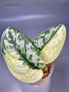 New ! 「11」スキンダプサス・ピクタス・マハリカ　斑入りScindapsus Pictus Maharlika Variegata 