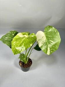 「24」 モンステラ デリシオーサ タイコンステレーション 斑入り Monstera Thai Constellation Variegata 