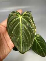 「27」Philodendron Melanochrysum Variegated フィロデンドロン メラノクリサム斑入り_画像3