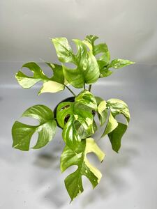 [33]Monstera Rhaphidophora tetrasperma variegata черновой .dofola Tetra spec ruma. ввод hime монстера . ввод 