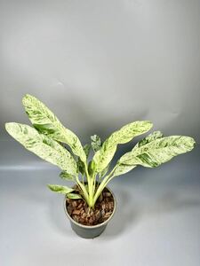 「11」Epipremnum giganteum variegated エピプレムナム・ギガンテウム　斑入り