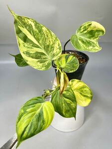 「24」フィロデンドロン・ミカンス　斑入り　Philodendron micans variegated