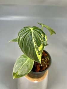 「49」Philodendron Melanochrysum Variegated フィロデンドロン メラノクリサム斑入り