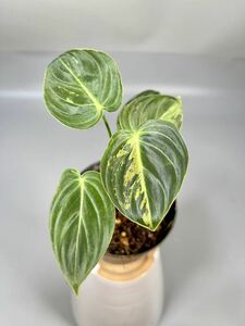「39」Philodendron Melanochrysum Variegated フィロデンドロン メラノクリサム斑入り