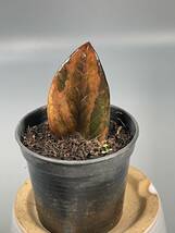 「02 」 ザミオクルカス ブラック ピンクバリエガータ斑入りZZ plant Variegated (zamioculcas zamiifolia raven black pink) 観葉植物_画像1