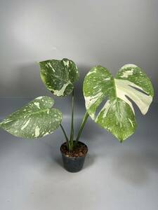 「20」 モンステラ デリシオーサ タイコンステレーション 斑入り Monstera Thai Constellation Variegata 