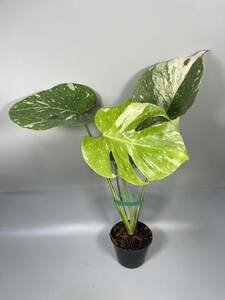 「22」 モンステラ デリシオーサ タイコンステレーション 斑入り Monstera Thai Constellation Variegata 