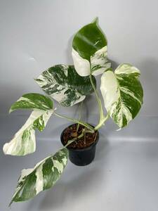 「19」MONSTERA ALBO BORSIGIANA VARIEGATA 白斑　モンステラ アルボ ボルシギアナ　斑入り