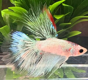 [beta]No.6A14 tropical fish organism show betta half moon 1 point thing betta * male white Point black 