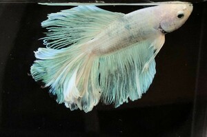 [beta]No.5A15( Dumbo ) tropical fish organism show betta 1 point thing betta * half moon male Sky blue 