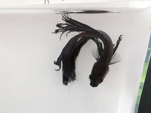 【beta】No.5C20 熱帯魚 生体 ショーベタ 1点物 ベタ・ オス メタリックブラック