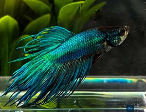 [beta]No.5B27 tropical fish organism show betta half moon Crown tail 1 point thing betta * male blue 