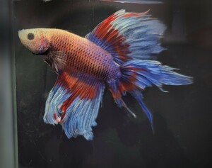 [beta]No.5B24 tropical fish organism show betta 1 point thing betta * half moon male navy blue & red & orange 