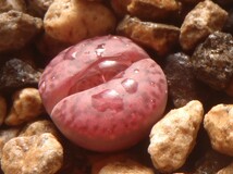 種子30粒　リトープス　ルブロロゼウス　Lithops rubroroseus_画像1